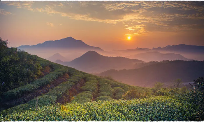 黑料网平台茶山风光 - 91黑料